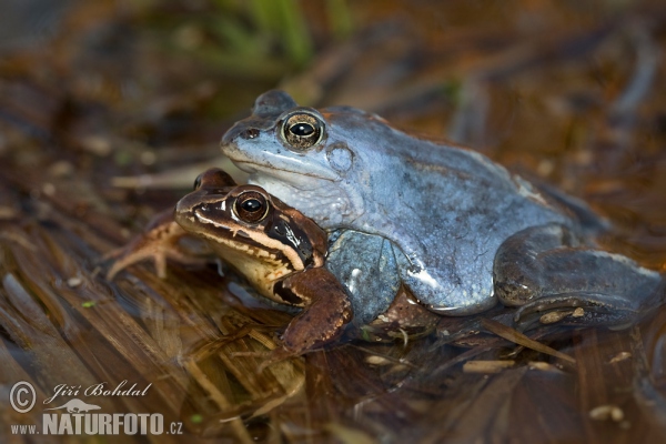Močvarna smeđa žaba