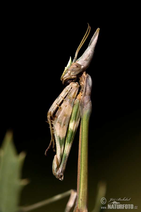 Modliszka rogata