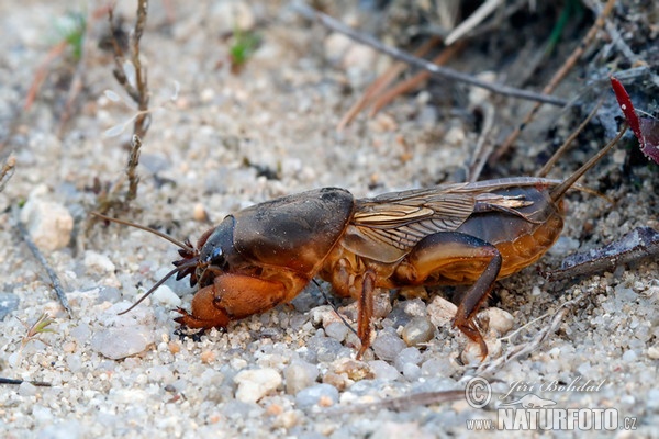 Mole Cricket (Gryllotalpa gryllotalpa)