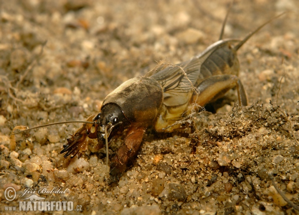 Mole Cricket (Gryllotalpa gryllotalpa)