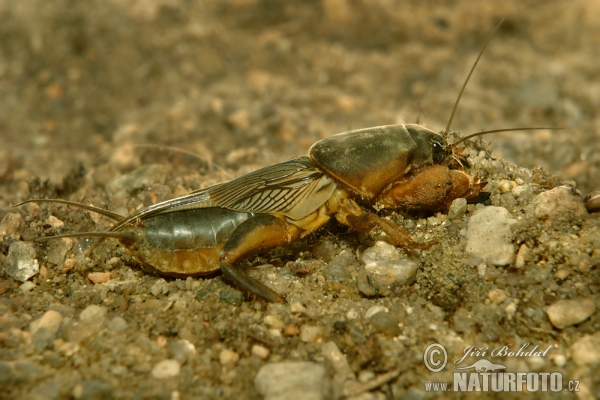 Mole Cricket (Gryllotalpa gryllotalpa)