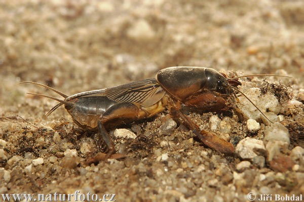 Mole Cricket (Gryllotalpa gryllotalpa)