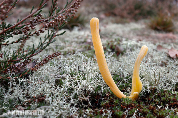 Moor Club Mushroom (Clavaria argillacea)