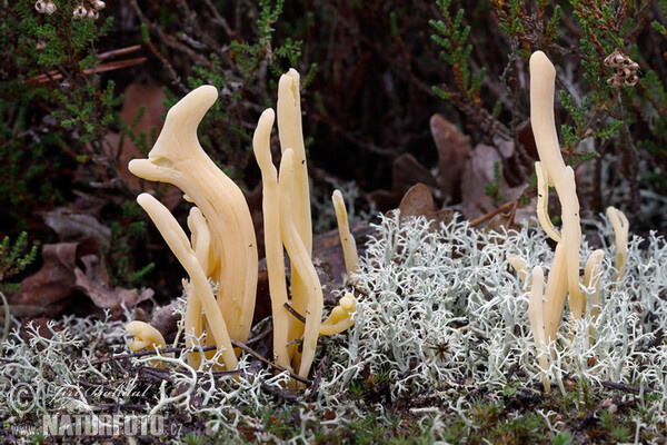 Moor Club Mushroom (Clavaria argillacea)