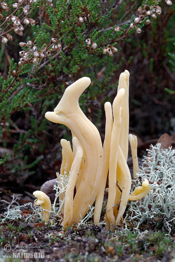 Moor Club Mushroom (Clavaria argillacea)
