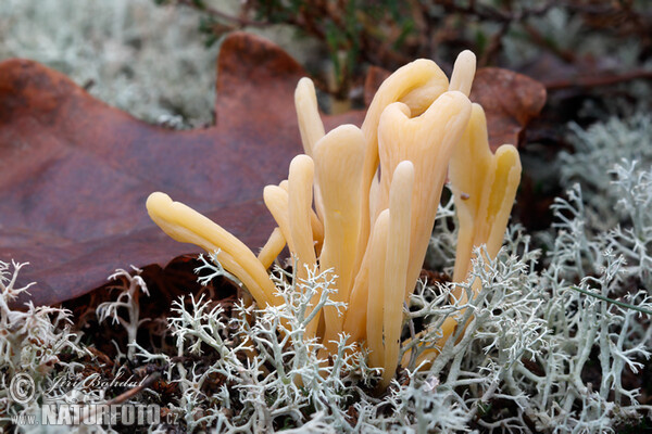 Moor Club Mushroom (Clavaria argillacea)