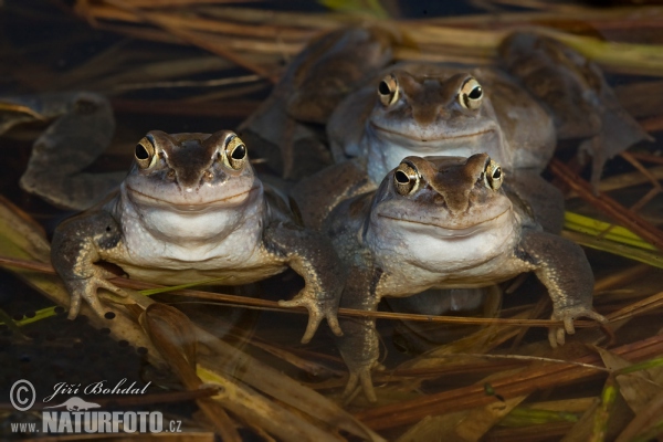 Moor Frog (Rana arvalis)