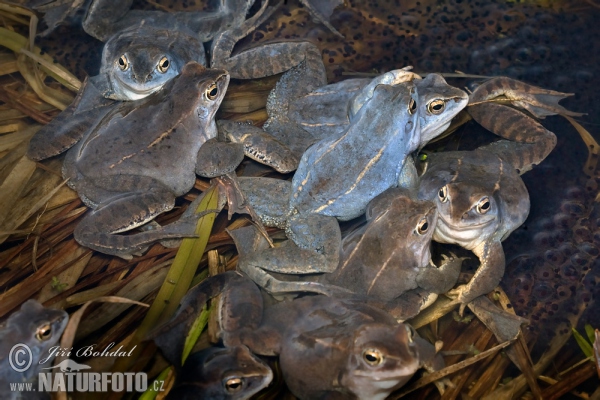 Moor Frog (Rana arvalis)