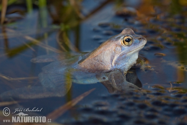 Moor Frog (Rana arvalis)