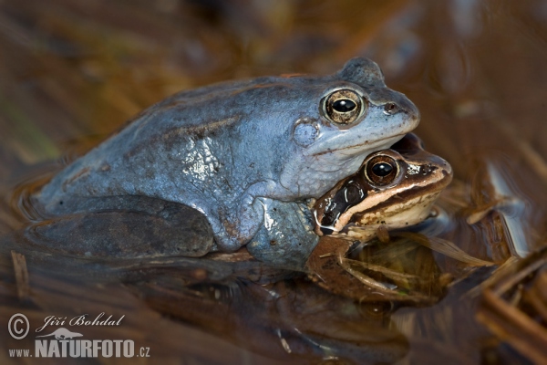 Moor Frog (Rana arvalis)