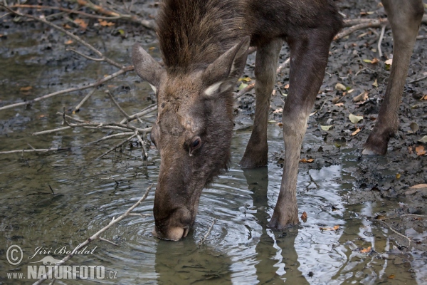 Moose (Alces alces)