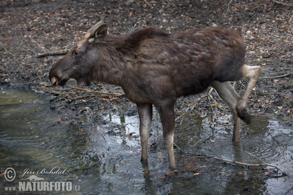 Moose (Alces alces)