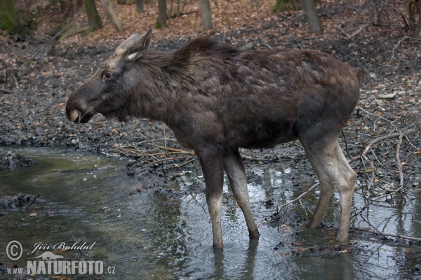 Moose (Alces alces)