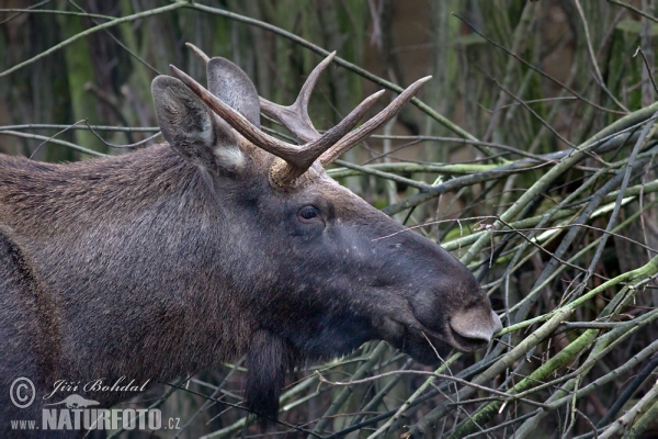 Moose (Alces alces)