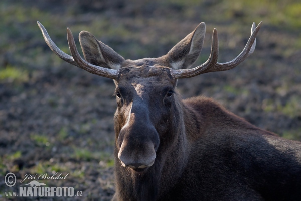 Moose (Alces alces)