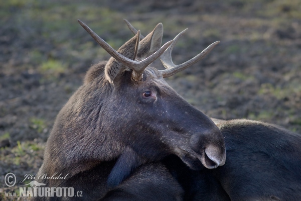 Moose (Alces alces)