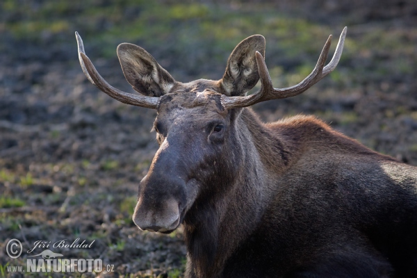 Moose (Alces alces)