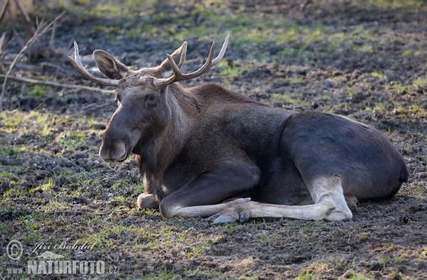 Moose (Alces alces)