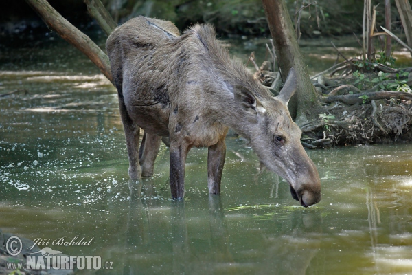 Moose (Alces alces)