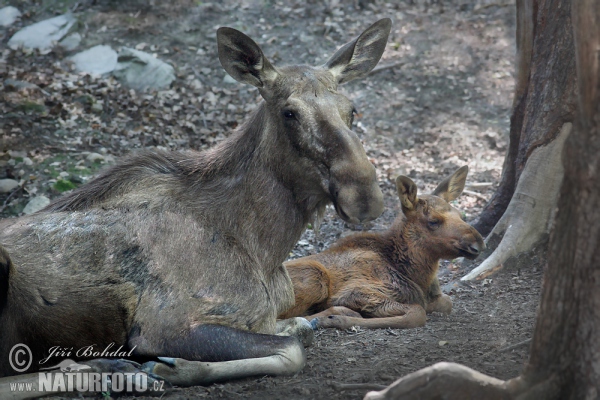 Moose (Alces alces)