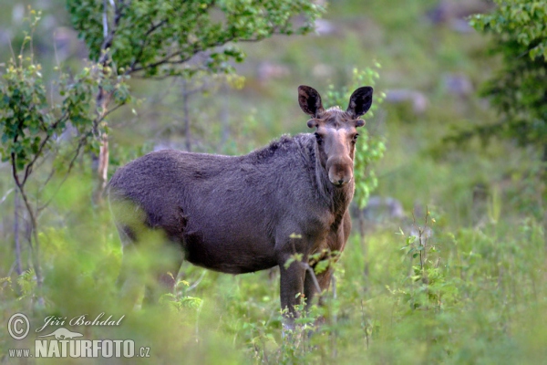 Moose (Alces alces)