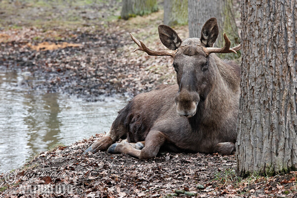 Moose (Alces alces)