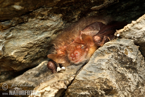 Morcego-orelhudo-castanho