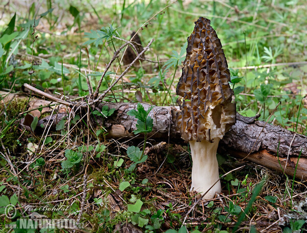 Morchella conica