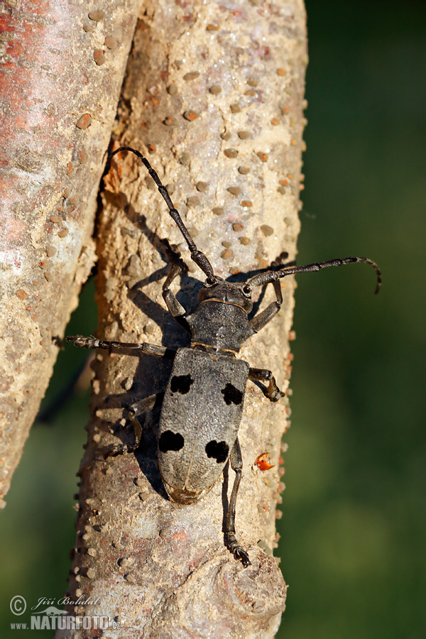 Morimus funereus