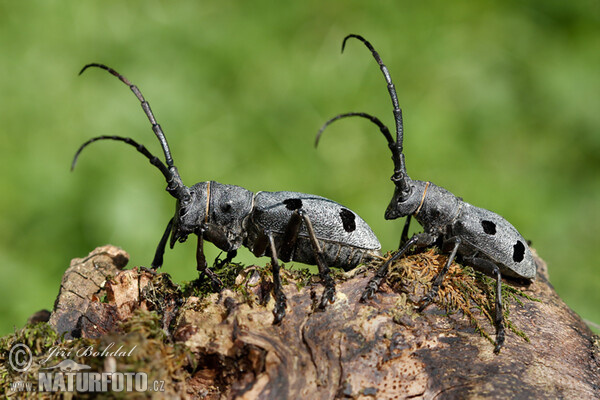 Morimus funereus