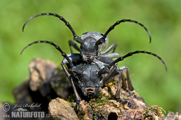 Morimus funereus