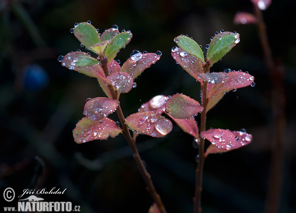 Mosebølle plante