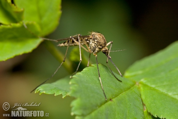 Mosquito (Culex sp.)