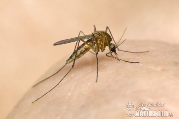 Mosquito (Culex sp.)