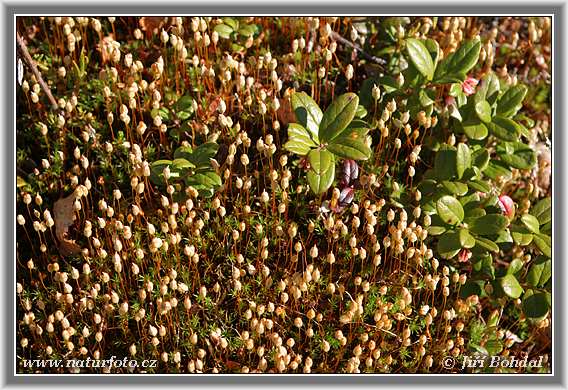 Moss (Polytrichum)