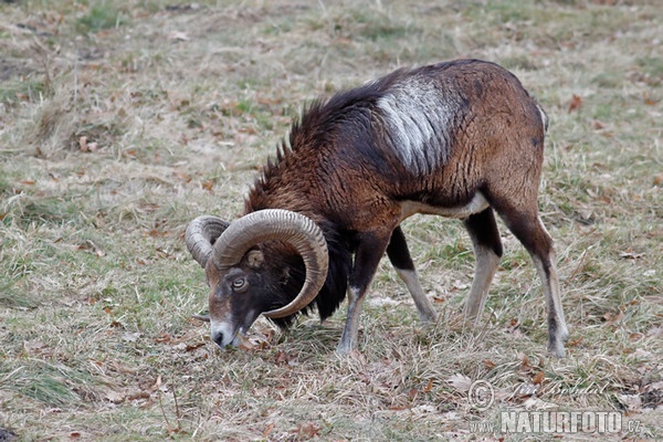 Mouflon (Ovis musimon)