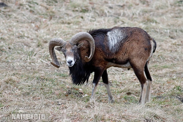 Mouflon (Ovis musimon)