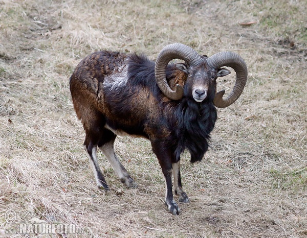 Mouflon (Ovis musimon)