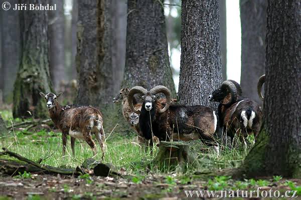 Mouflon