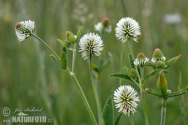 Mountain Clover (Trifolium montanum)