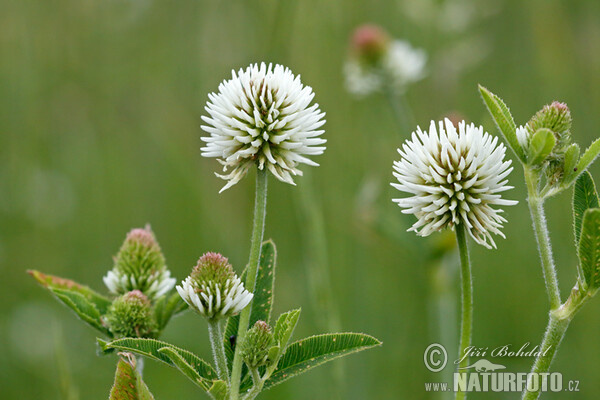 Mountain Clover (Trifolium montanum)