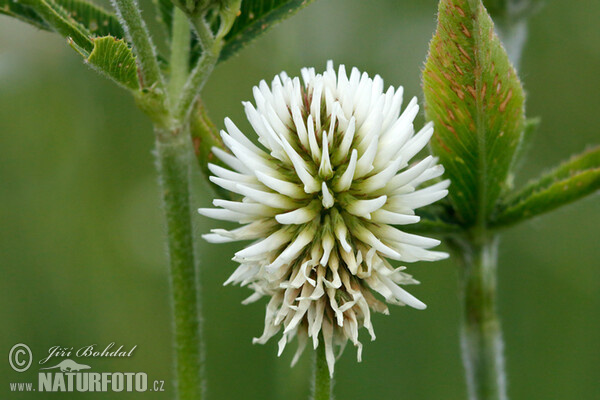 Mountain Clover (Trifolium montanum)