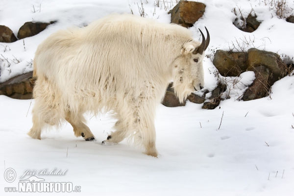 Mountain Goat (Oreamnos americanus)