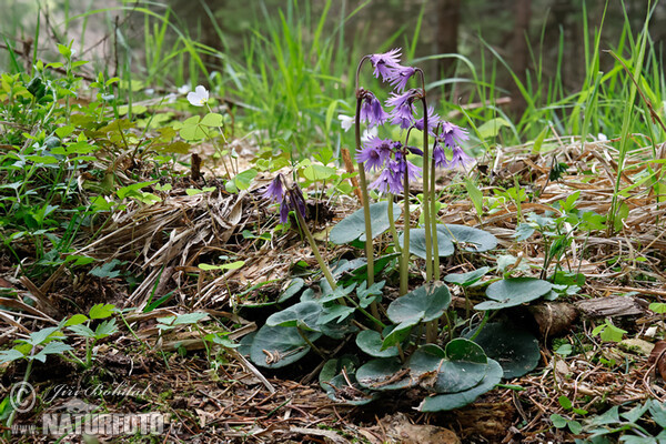 Mountain Tassel, Mountain Snowbells (Soldanella montana)