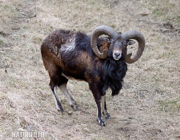 Mufloni