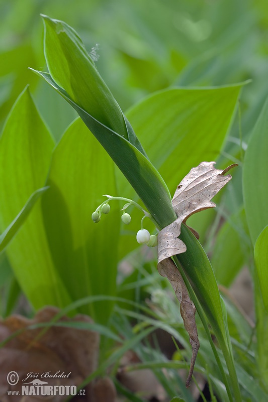 Muguet de mai