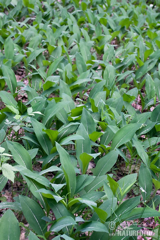 Muguet de mai