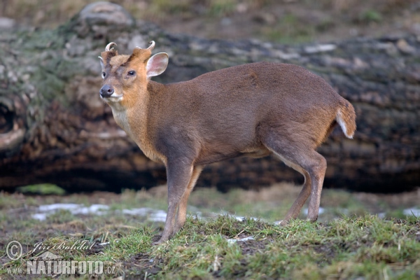 Muntjac de Reeve