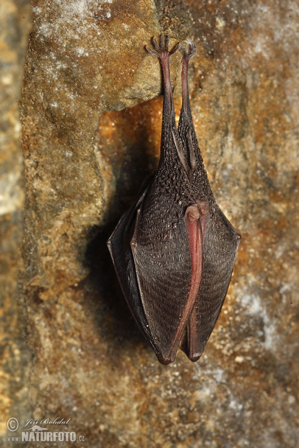 Murciélago pequeño de herradura