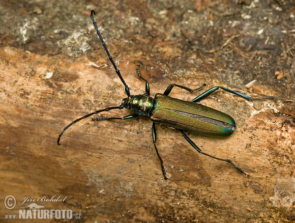 Musk Beetle (Aromia moschata)